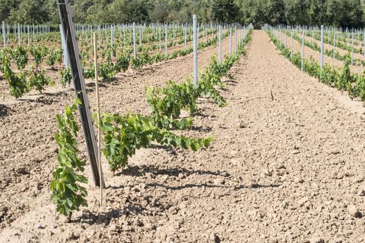 Young vines in rows