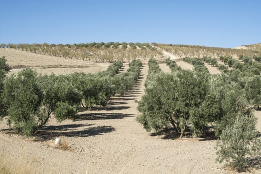 Olive trees in a row. Olive plantation