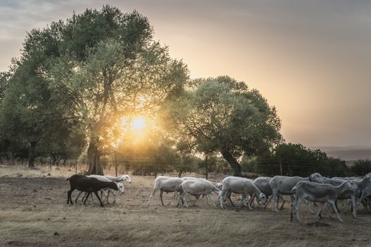 Flock of sheep at sunset in the mountain