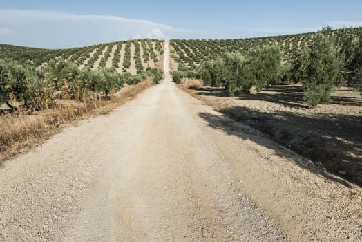 Olive trees and dirt road in olive plantation