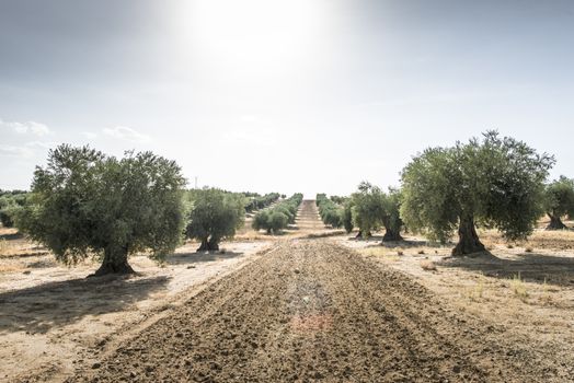 Olive farm. Olive trees in row and blue sky