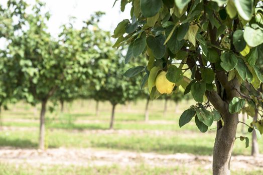 Quince orchard. Quince trees.