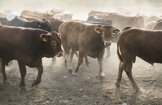 Calves in farm for veal. 