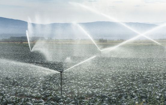 Watering cabbage with sprinklers. Blue sky