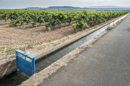 Vineyards and close up irrigation canal. Blue sky