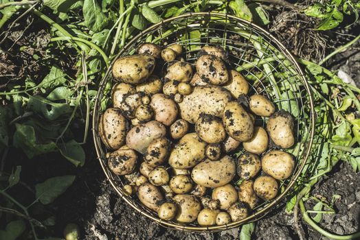 Harvest potatoes from the garden in a basket