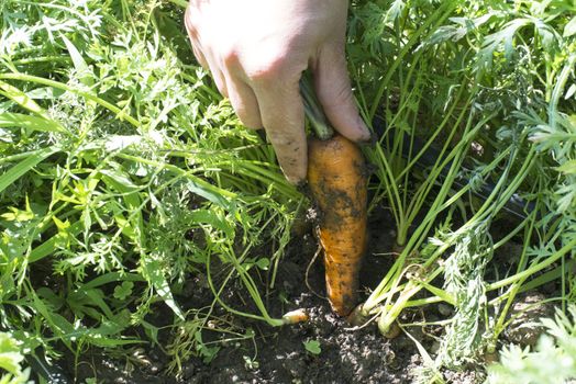 Woman harvest carrots in the garden