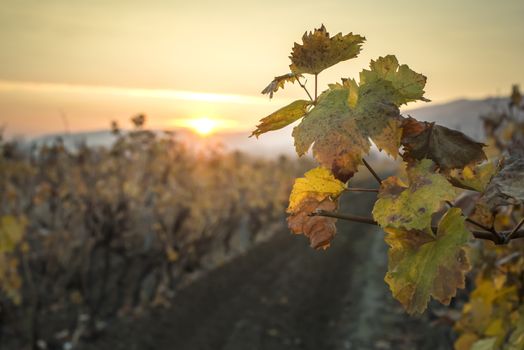 Vineyards on sunrise. Autumn vineyards in the morning. Sunbeams