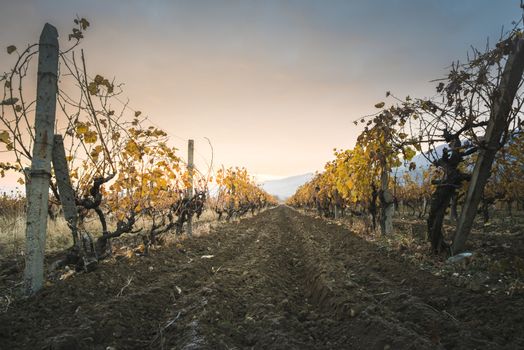 Vineyards on sunrise. Autumn vineyards in the morning. Sunbeams