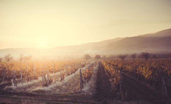 Vineyards on sunrise. Autumn vineyards in the morning. Sunbeams