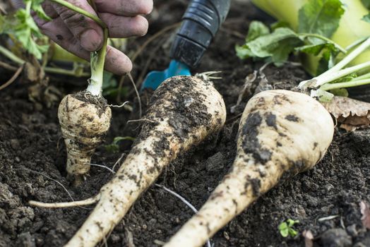 Close up parsnips in the garden. Woman pulls out parsnips. 