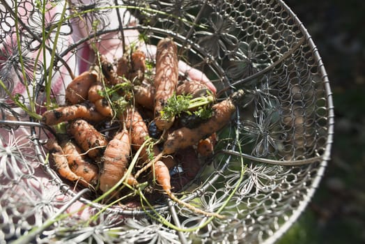 Carrots in metal basket on the garden. Sunny day.