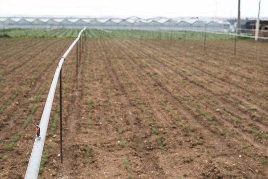 Agriculture watering tubes on the field