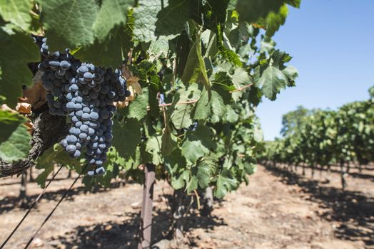 Red wine grapes. Vineyards