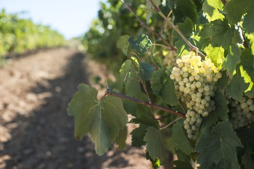 White grape plantations