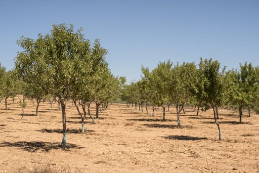 Almond plantation trees in a row.