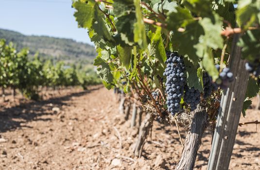 Red wine grapes. Vineyards