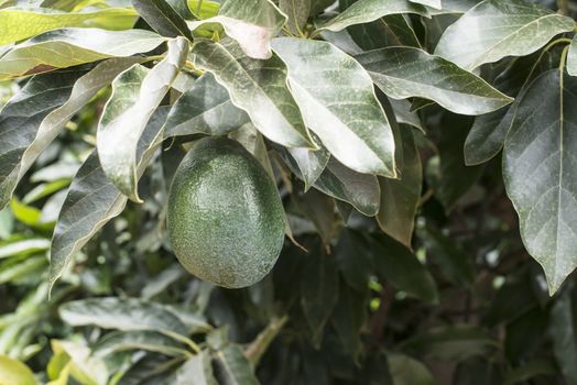 Avocado on a branch. Laden with fruit