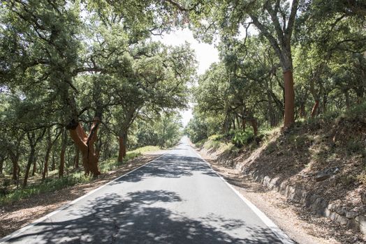 Cork trees and road in the forest. Peeled barks