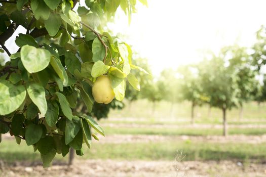 Quince orchard. Sunlight.