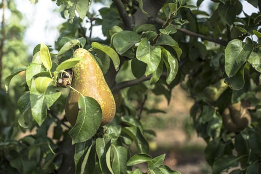 Pears in orchard. Pears on branch closeup