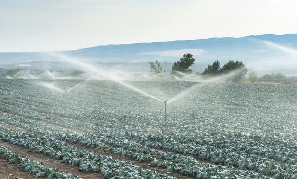 Watering cabbage with sprinklers. Blue sky