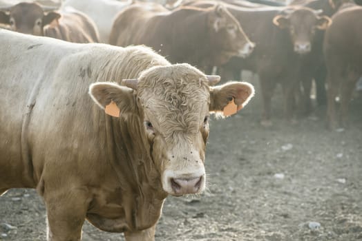 One bull in farm. Close up