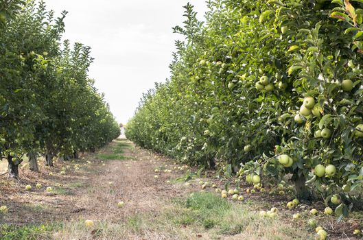 Green apples tree in the orchard