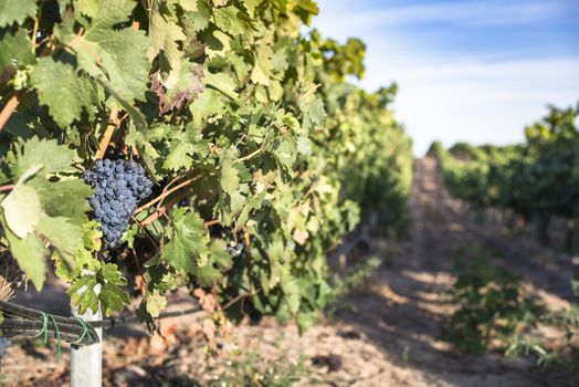 Red wine grapes. Vineyards