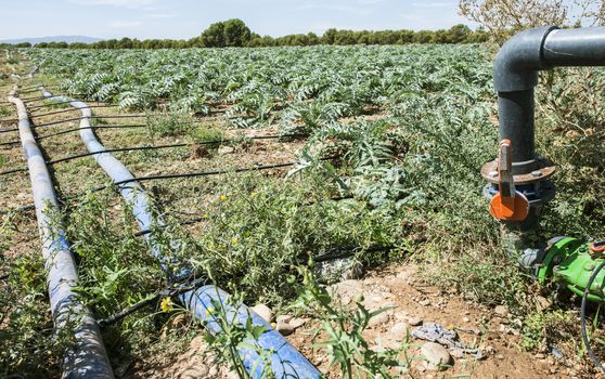 Agriculture watering tubes on the field