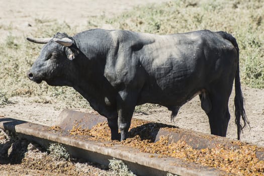 Bulls in a farm. Sunlight