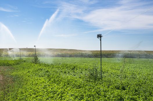 Watering sprinklers on the field. Green plants and blue sky