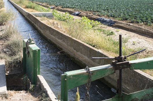 Irrigation of vegetables. Water canal