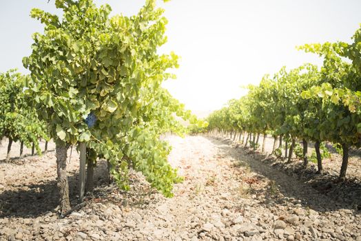 Red wine grapes. Vineyards