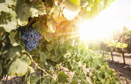 Grapes on sunset. Yellow red sun rays. Backlight sun