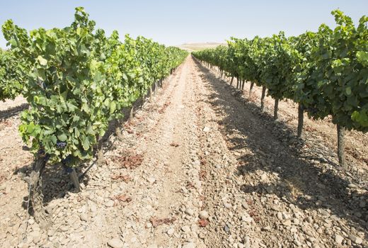 Red wine grapes. Vineyards