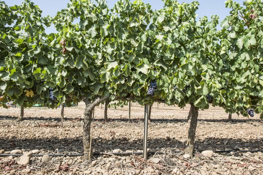 Red wine grapes. Vineyards