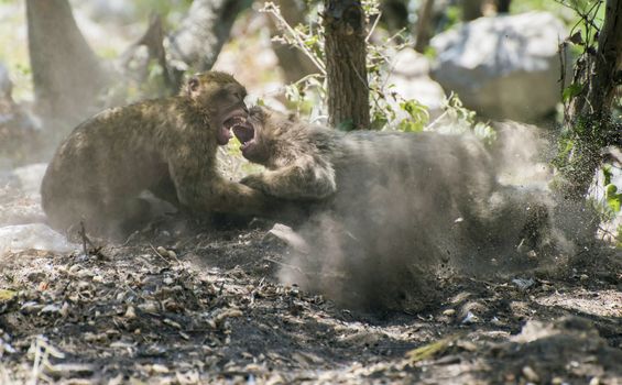 Barbary macaques who fight. Gibraltar