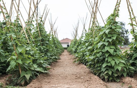 Plants with green beans. Agriculture plantation