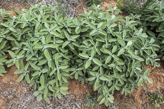 Sage spice plantations on a rows. 