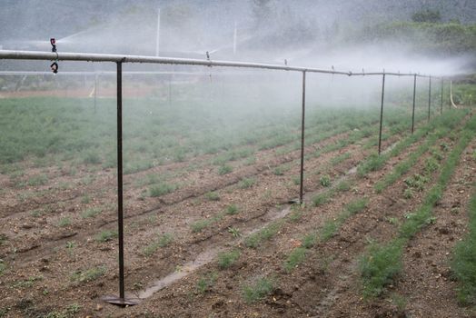 Field planted with dill. Watering dill with sprinkler