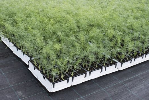 Dill in pots in greenhouse