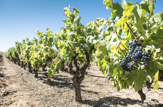 Red wine grapes. Vineyards