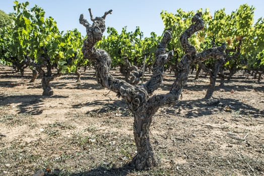 Withered red grapes. Vineyards