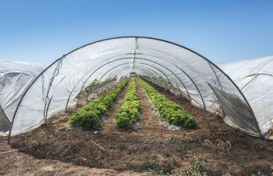 Strawberries in green house. Sunlight