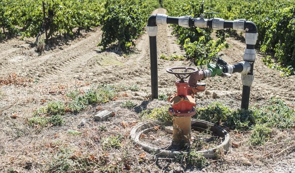 Agriculture faucet on vineyards