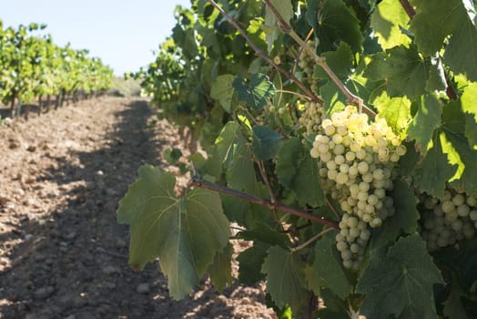 White grape plantations