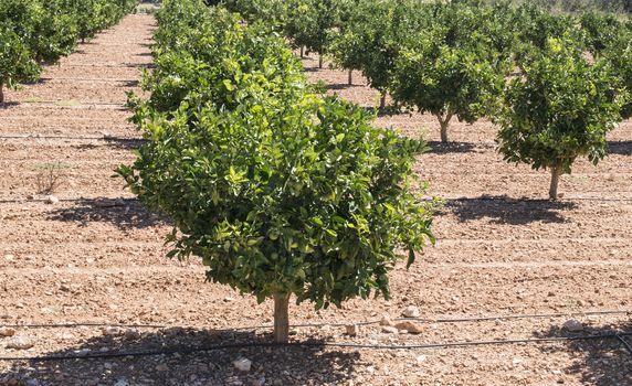 Orange plantation with trees. Green oranges.