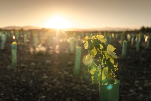 New planted vineyards at sunset. Sun rays.