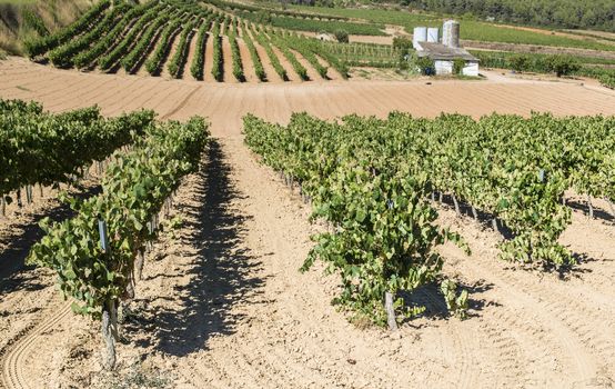 White grape plantations